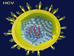 吉三代可阻断丙肝病毒复制所需的蛋白质。