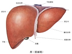 奥贝胆酸对于肝硬化和肝炎的治疗存在效果