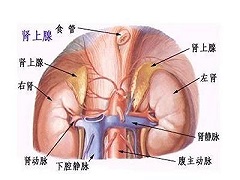 肾上腺肿瘤的最佳治疗方法