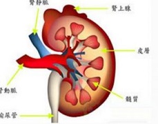 坦罗莫司和其他药物联用要注意什么？