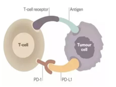 如何判断哪些癌症患者使用PD-1抗体治疗会有效果?