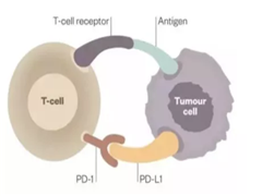 PD-1抑制剂的缺点有哪些?