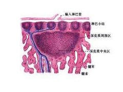 色瑞替尼的作用机制和用法