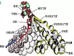 色瑞替尼的简单介绍