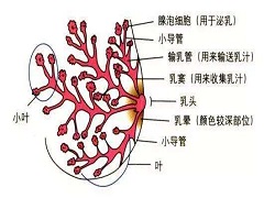印度帕博西尼价格是多少