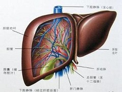 奥贝胆酸的新生物标记物 