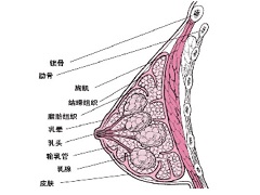 帕博西尼价格是多少