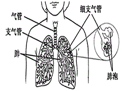 色瑞替尼服用须知