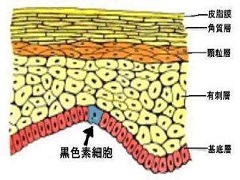 曲美替尼价格是多少