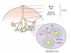 帕博西尼联合用药效果怎么样