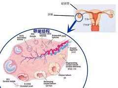 老人和儿童不宜服用马法兰