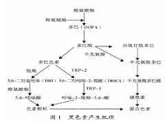 威罗菲尼的使用