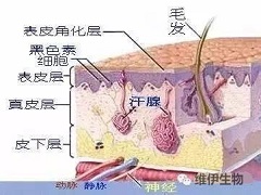 威罗菲尼使用方法