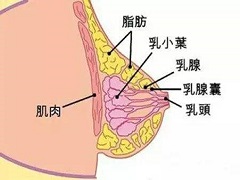 FDA批准来那替尼作为新的治疗方法