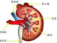 舒尼替尼治疗前列腺癌试验被叫停