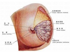 帕妥珠单抗治疗HER2效果如何？