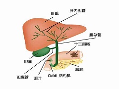 19名死亡的患者肝脏损伤与奥贝胆酸有关 