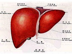 肝病患者应使用正确剂量的奥贝胆酸进行治疗