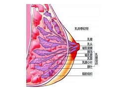 不良反应可至使帕妥珠单抗使用剂量降低