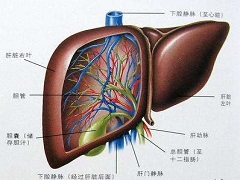 患者使用奥贝胆酸腹部肿胀怎么办