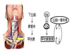 凡德他尼适用于哪些甲状腺癌患者？