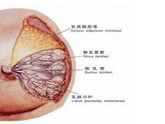 患者使用帕妥珠单抗能够缓解病情