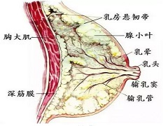 帕博西尼联合治疗效果会更好