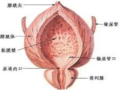 晚期尿路上皮癌患者使用雷莫芦单抗的效果如何