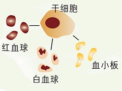 服用芦可替尼需要进行计量调整吗？