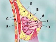 老年乳腺癌患者使用帕博西尼效果怎么样？