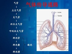 艾乐替尼副作用出现后如何调整服用剂量？