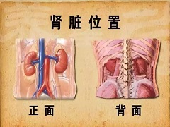 阿维单抗联合治疗肾癌效果怎么样？