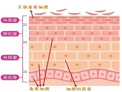 默克尔细胞癌患者可以使用免疫治疗