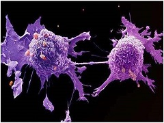 奥希替尼耐药的非小细胞肺癌的细胞系