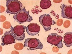细胞图